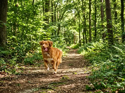Hond rent door het bos